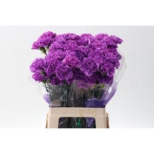 Di St Fl Moonlite 60cm