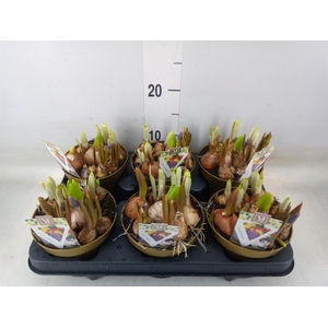 Bolbloemen   ...mix in pot