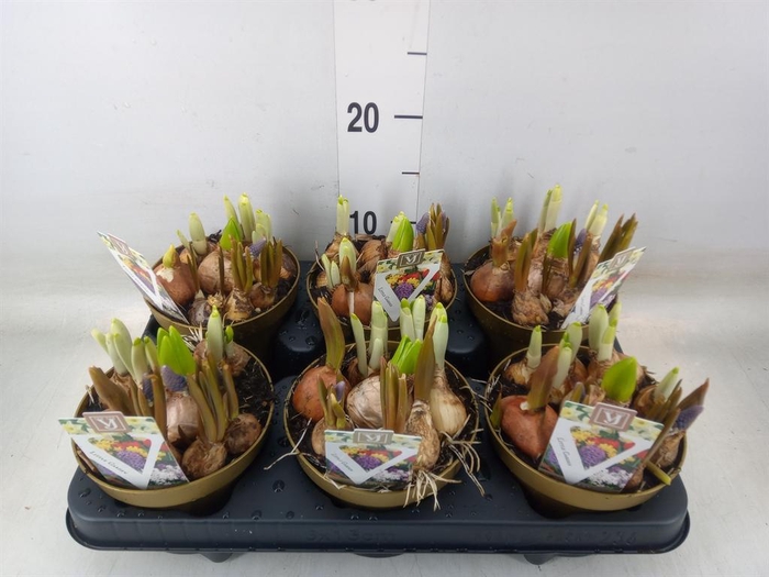 <h4>Bolbloemen   ...mix in pot</h4>