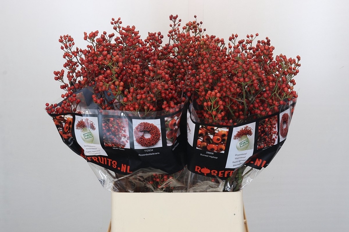 <h4>Rosehip Autumn Rosefruits</h4>