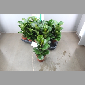 FICUS LYRATA BAMBINO