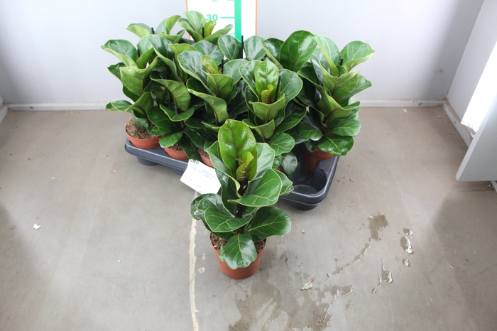 FICUS LYRATA BAMBINO