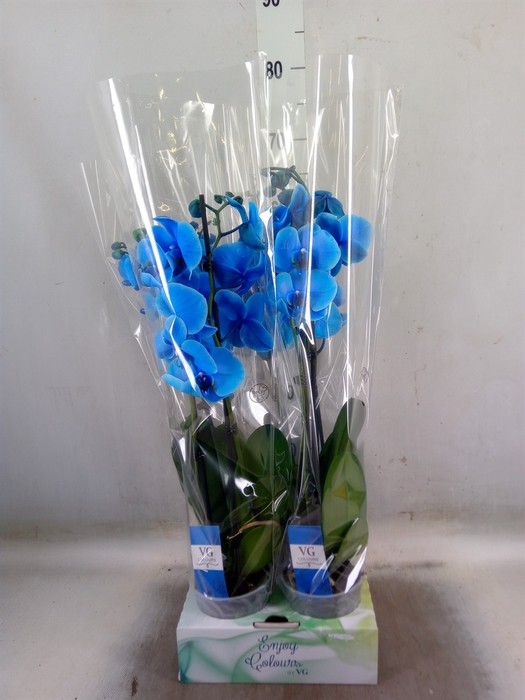 <h4>Phalaenopsis   ...</h4>