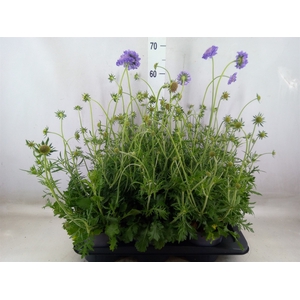 Scabiosa columb.