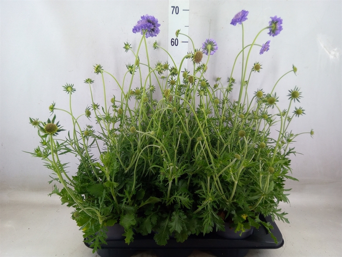 <h4>Scabiosa columb.</h4>