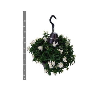 SOLANUM JASMINOIDES HANGPOT P25
