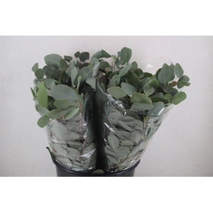 Euca Populus Short 150gr P Bunch