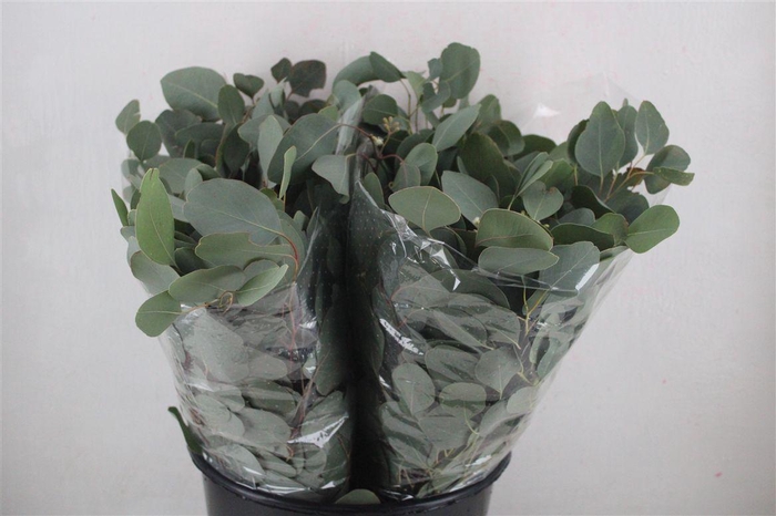 <h4>Euca Populus Short 150gr P Bunch</h4>