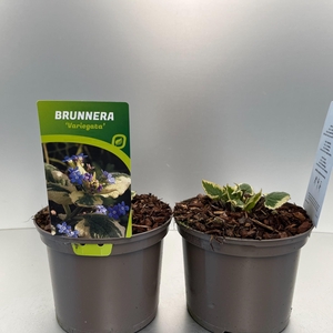 Brunnera macr. 'Variegata'