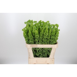 Moluccella Overig