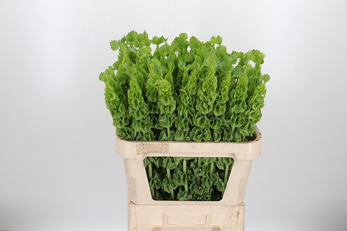 <h4>Moluccella Overig</h4>