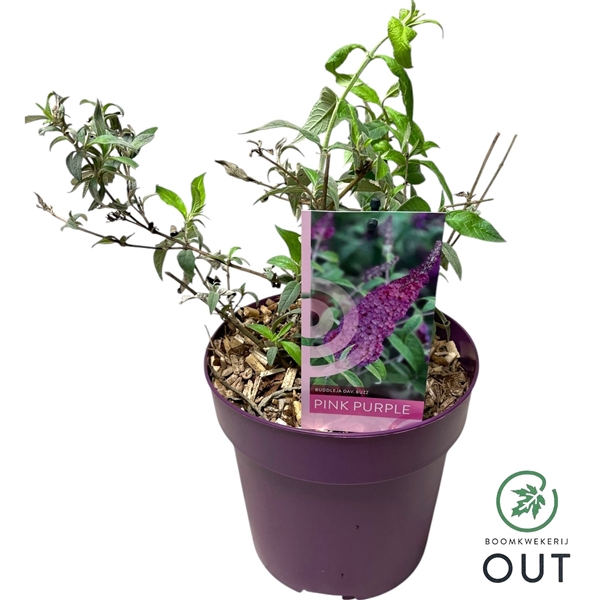 <h4>Buddleja Buzz 'Pink Purple' P19</h4>