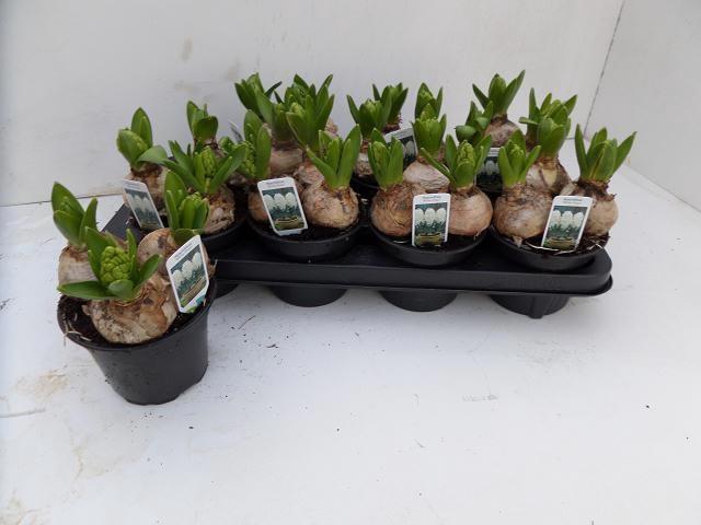 <h4>HYACIN WHITE PEARL</h4>