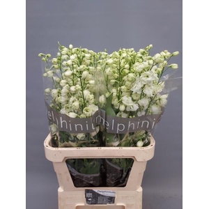 DELPH DU CENT WHITE
