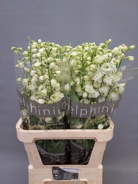 <h4>DELPH DU CENTU WHITE</h4>