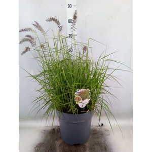 Pennisetum orientale