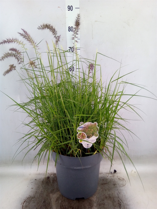 <h4>Pennisetum orientale</h4>