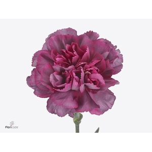 Dianthus st hypnosis
