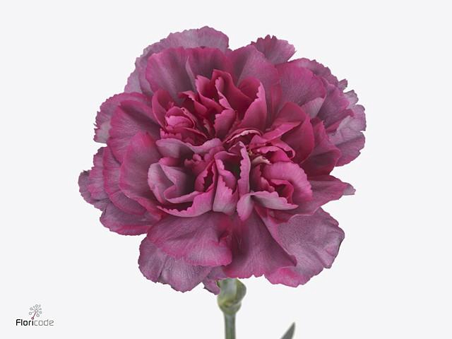 <h4>Dianthus st hypnosis</h4>