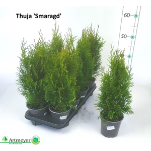 THUJA O SMARAGD