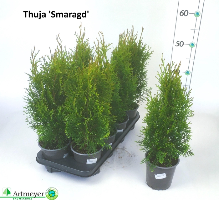 <h4>THUJA O SMARAGD</h4>