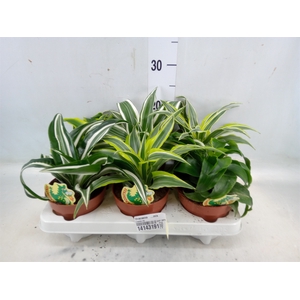 Dracaena   ...mix