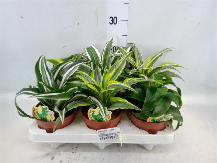 <h4>Dracaena   ...mix</h4>