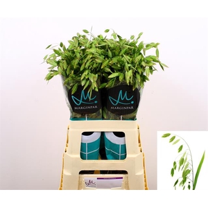 CHASMANTHIUM