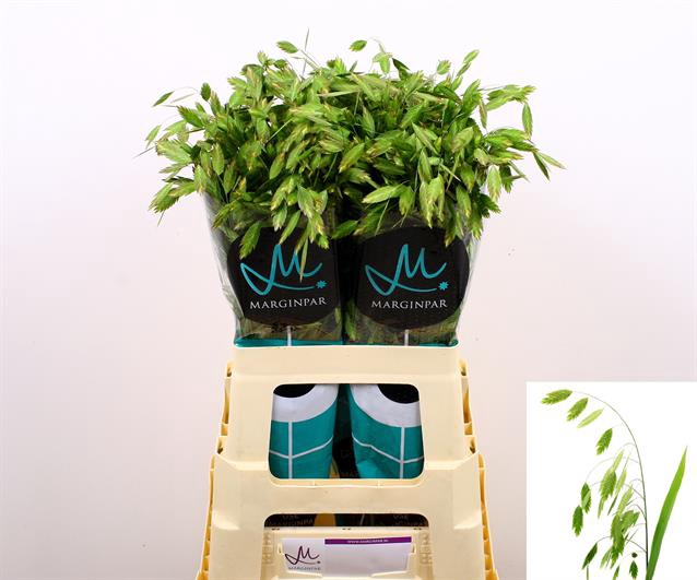 CHASMANTHIUM
