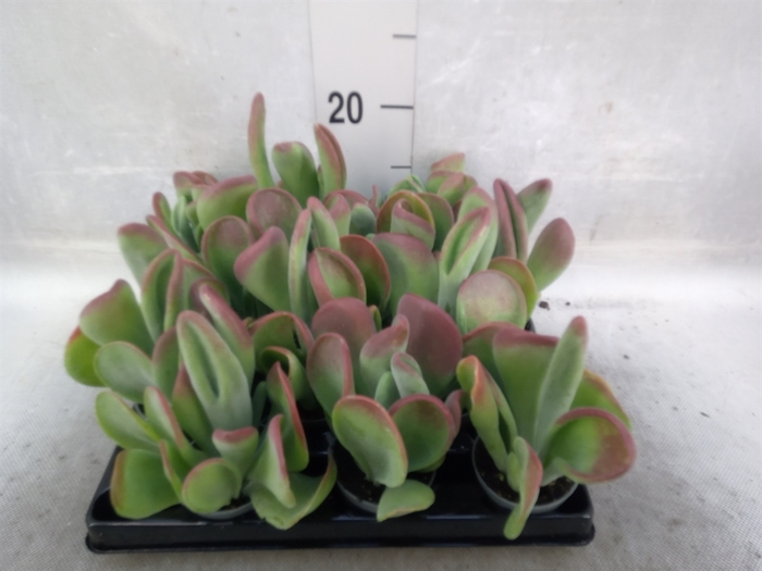 <h4>Kalanchoe NF   ...</h4>