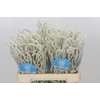 Amaranthus Yearming Desert