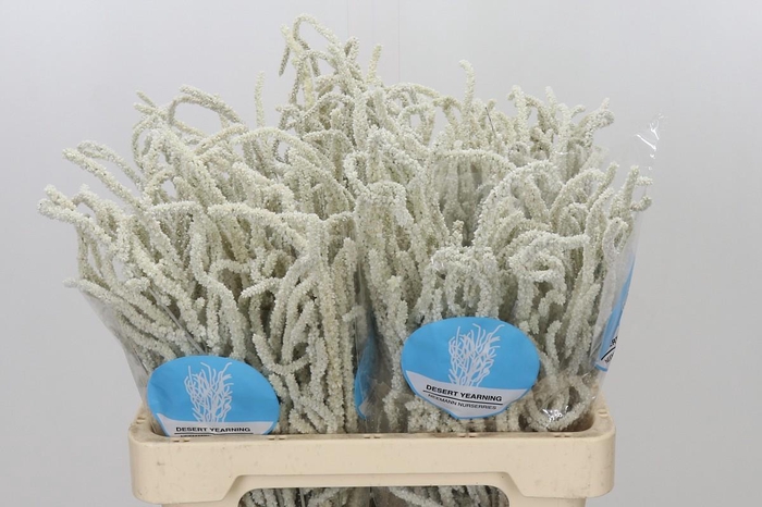 <h4>Amaranthus Yearming Desert</h4>