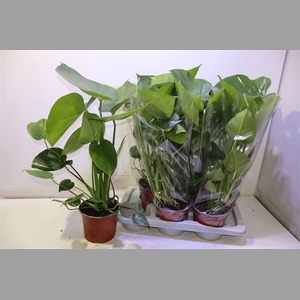 Monstera Deliciosa