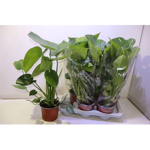 Monstera Deliciosa