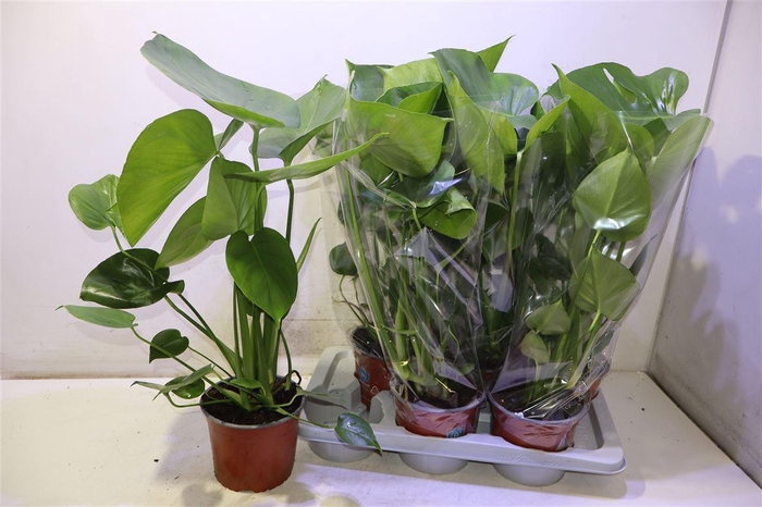 <h4>Monstera Deliciosa</h4>