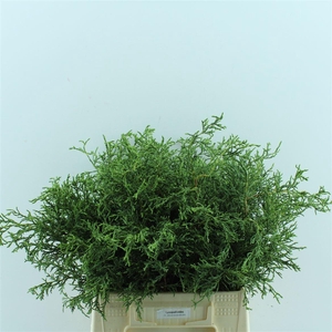 Conif.ch.obt. Lycopodioid