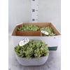 Kalanchoe humilis 'Surpris Desert'