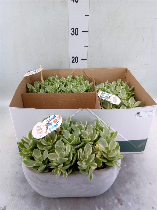Kalanchoe humilis 'Surpris Desert'
