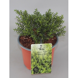 Hebe odora 'New Zealand Gold' C2