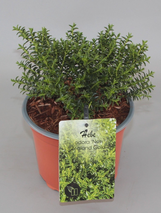<h4>Hebe odora 'New Zealand Gold' C2</h4>