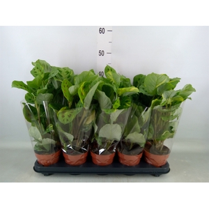 Maranta leuc. 'Fiesta'