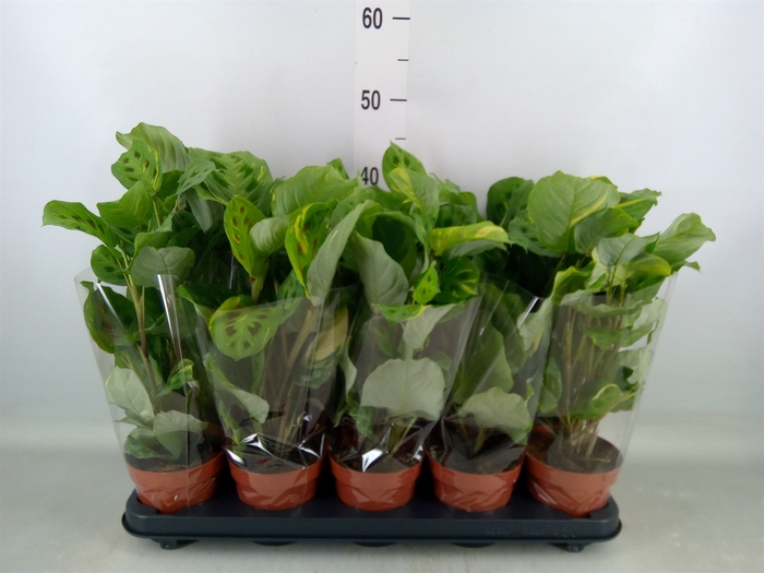 <h4>Maranta leuc. 'Fiesta'</h4>