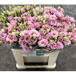 EUS G LISANNE L PINK