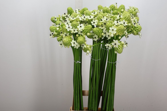 <h4>Ornit Saundersiae 90cm</h4>