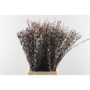 Salix Wilgenkatjes L60