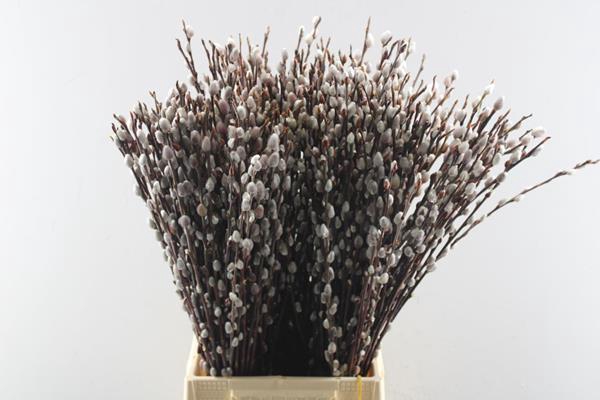 <h4>Salix Wilgenkatjes L60</h4>