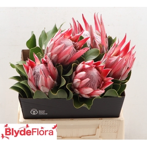 PROTEA CY CLARE