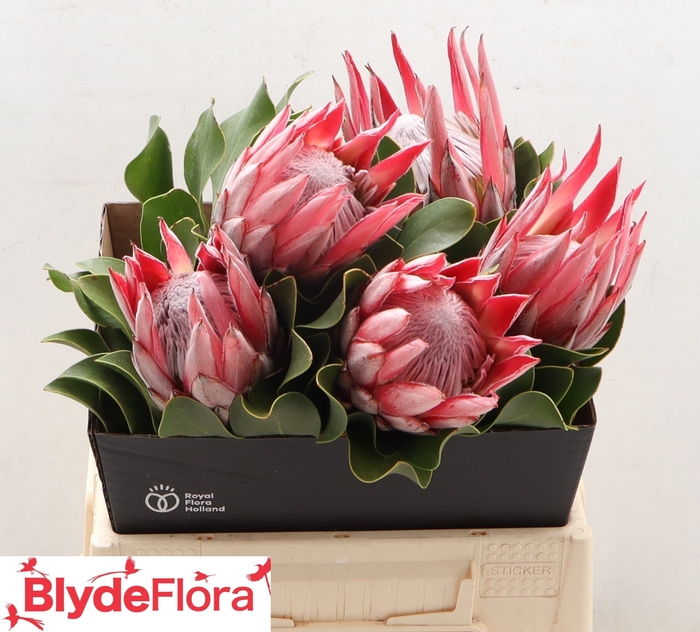 <h4>PROTEA CY CLARE</h4>