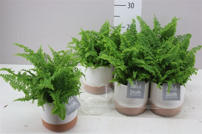 <h4>Nephrolepis Ex Vitale Milou Keramiek</h4>