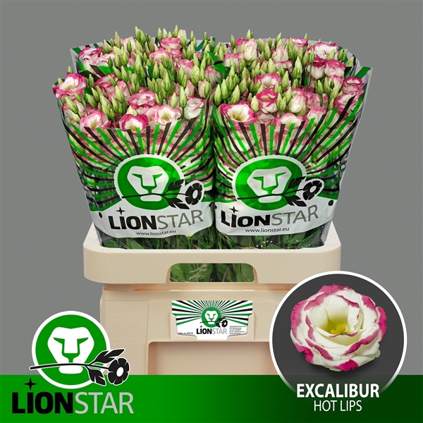 <h4>Excalibur Hot Lips</h4>